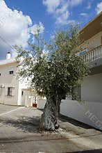 A painted decorative cross hangs on the trunk of an Olea europaea tree with fruits in August in Lardos, Rhodes Island