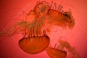 Jellyfishes