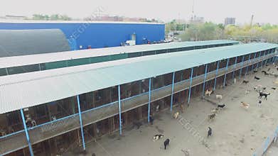 Lot of stray dogs bark in asylum at autumn day.