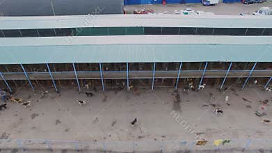 Animal shelter with lot of stray dogs at autumn