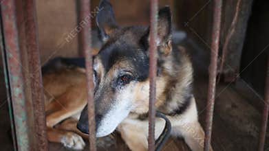 One old dog is laying on the wooden floor in a