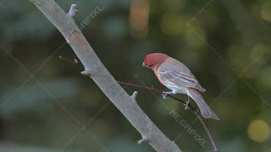 House finch male on a branch