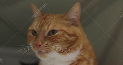 A ginger cat in a shelter winces and shakes his head. The cat got something not tasty into his mouth and he shakes his