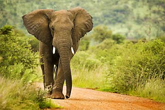 African elephant