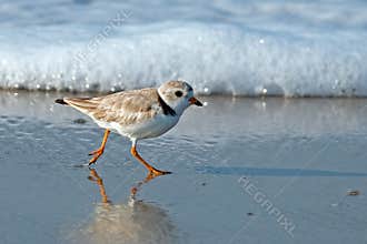 Piping Plover