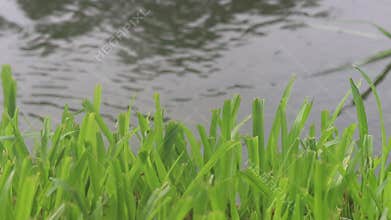 Green grass blowing with lake in the background