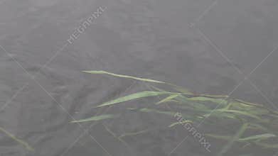 Tropical view of Green underwater plants in lake.