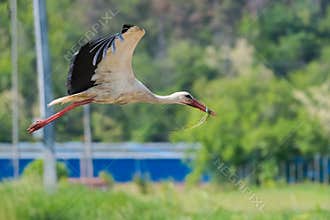White Stork in Flight Holding Its Prey