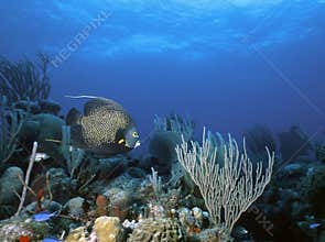 French Angel Reef