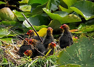 Earasian Coot chick looking after his sibblings on nest