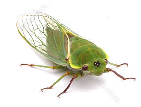 Green Cicada Bug