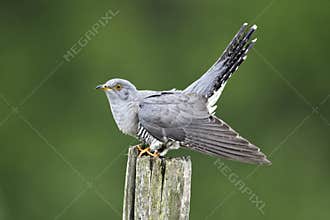 Cuckoo, Cuculus canorus