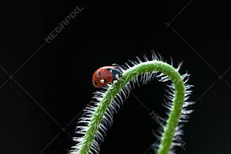 Discovering the Wonders of Nature's Tiny Guardians