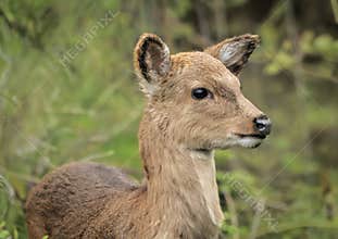 Fawn Foraging in Forest on the Shores of North Carolina.