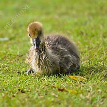 Little greylag goose Anser anser