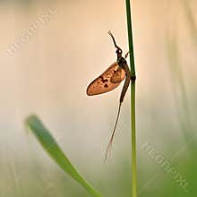 Ephemera vulgata, mayfly flight on a May evening