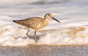 Willet (Tringa Semipalmata) on Shore of Outer Banks