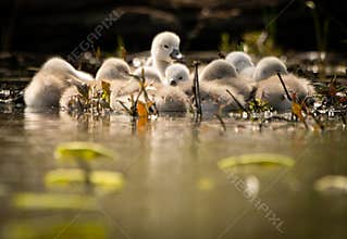 Cygnets Huddled in Morning Light on Lake