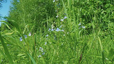 Veronica chamaedrys, the germander speedwell, birds-eye speedwell, or cats eyes is an herbaceous perennial species