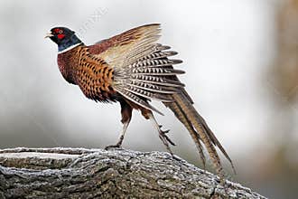 Common pheasant, Phasianus colchicus