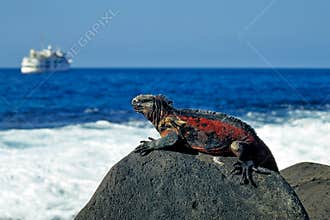 Marine Iguana