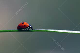 Discovering the Wonders of Nature's Tiny Guardians