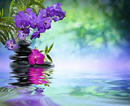 Violet orchids, black stones