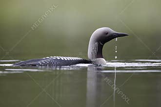 Black-throated diver, Gavia arctica