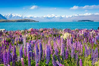 Mountain lake with blooming flowers on foreground