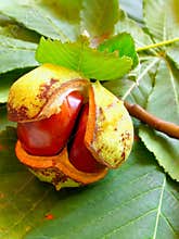 Chestnut
