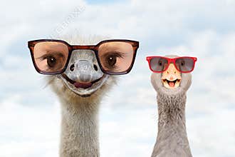 Portrait of an ostrich and a goose in sunglasses