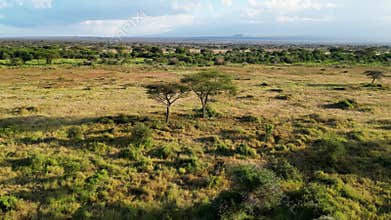 Beautiful scenery of Lake Naivasha with flooded trees against the background of the blue cloudy sky. Kenya, Africa. top