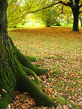 Tree Trunk