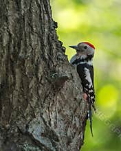 Middle Spotted Woodpecker Knocking in an Old Tree
