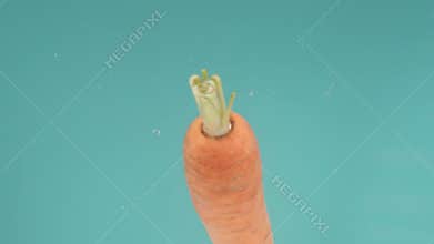 A single vegetable of carrot immerses in water on a turquoise background, spins around its axis like a whirligig, sinks