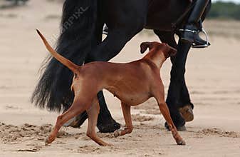 Horse and dog running on beach