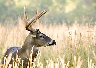 Buck Whitetail Deer