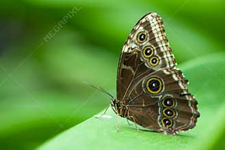 Beautiful butterfly