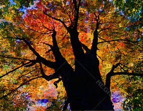 Autumnal Tree