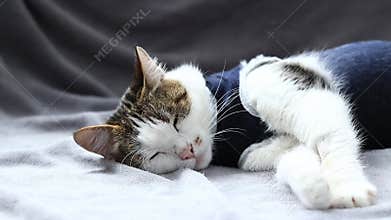 Cat in a postoperative bandage. Cat after anesthesia