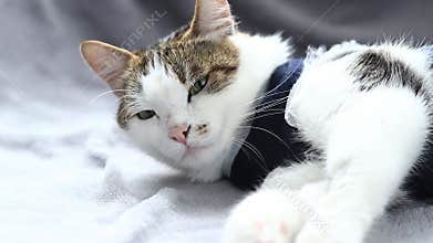 Cat in a postoperative bandage. Cat after anesthesia