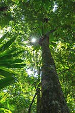 Beautiful fig tree with the sun light shining through
