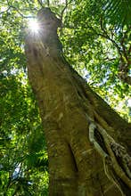 Beautiful giant fig tree with the sun light shining through