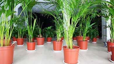 plants of family palm in pots on floor at hall,
