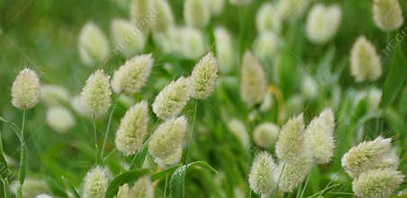 Closeup of the Hare\'s Tail Grass, also known with scientific name Lagurus ovatus