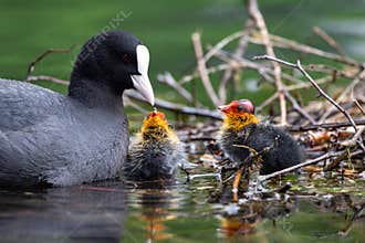 Coot bird