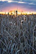 Sunset at the wetlands the cattails are shimmering in the sun