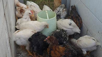 Breeding poultry. Chicks eating compound feed from special feeders. Food production industry. Close-up.