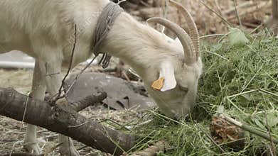 A white domestic goat with cattle ear tags and a collar is sniffing hay.