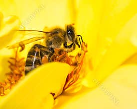 Bee Gathering Pollen from Yellow Flower in Summer